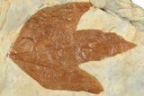 Fossil Sycamore Leaf (Macginitiea) - Montana #190469-1